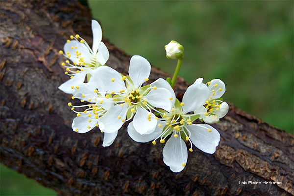 Beauty From Bark by Lois Elaine Heckman