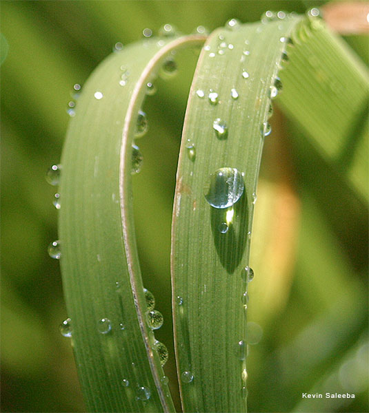 Morning Dew by Kevin Saleeba